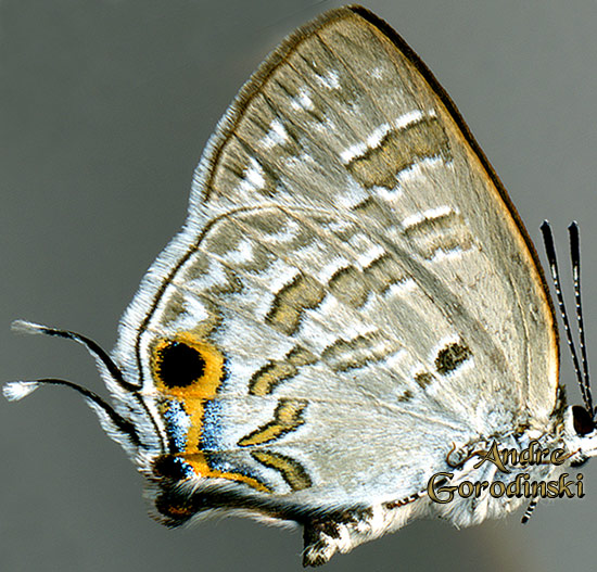 http://www.gorodinski.ru/lycaenidae/Sinthusa chandrana grotei.jpg